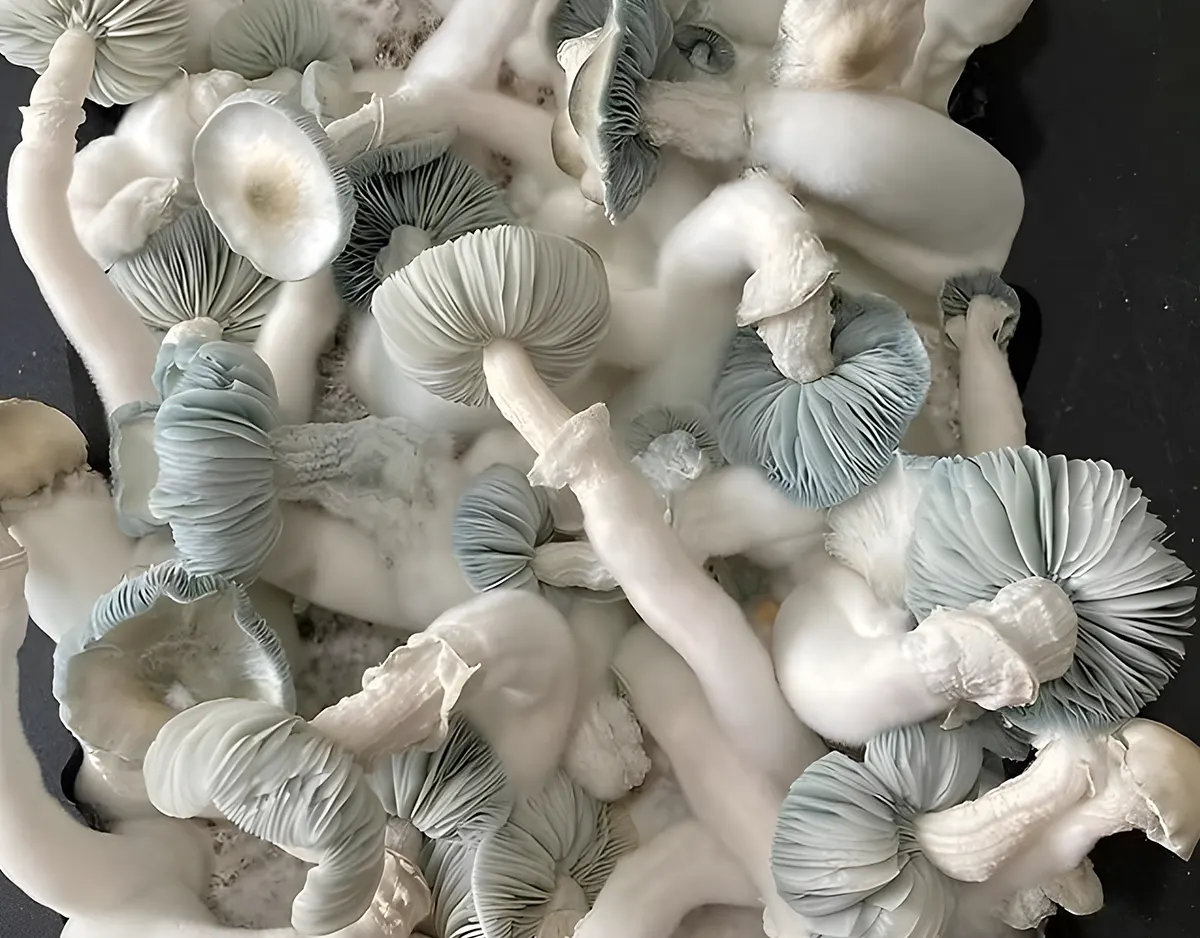 Ottawa's Quiet Mushroom Revolution